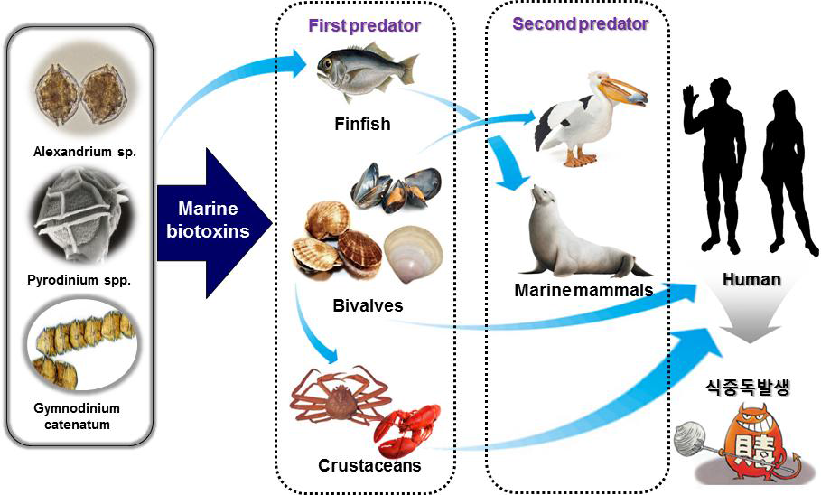 Infection routes of marine biotoxins to human