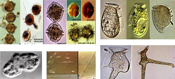 Types of plankton in shellfish toxins.