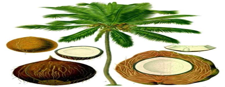 코코넛 열매 및 나무의 이용