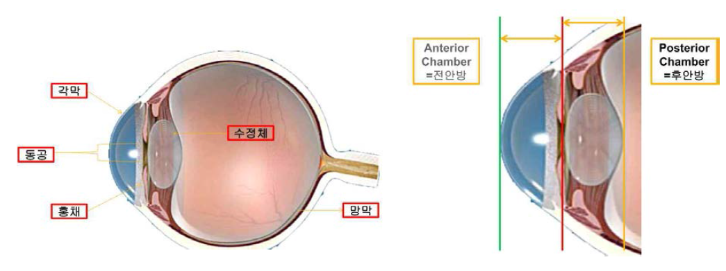 안구 조직의 구조