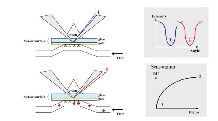 SPR(Surface Plasmon Resonance)의 원리