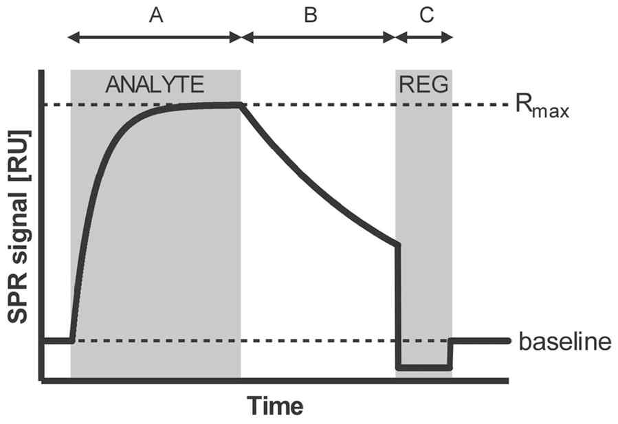리간드-반응물 상호작용에 의해 변한 표면 자기 공명상태의 Sensorgram의 기본 그래프
