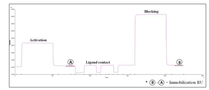 Biacore 3000 장비를 이용한 sensorgram 예시