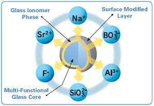 활성화된 Glass ionomer 분말의 반응 모식도.