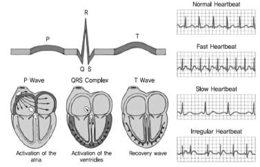 심장의 움직임과 심전도계의 상관관계