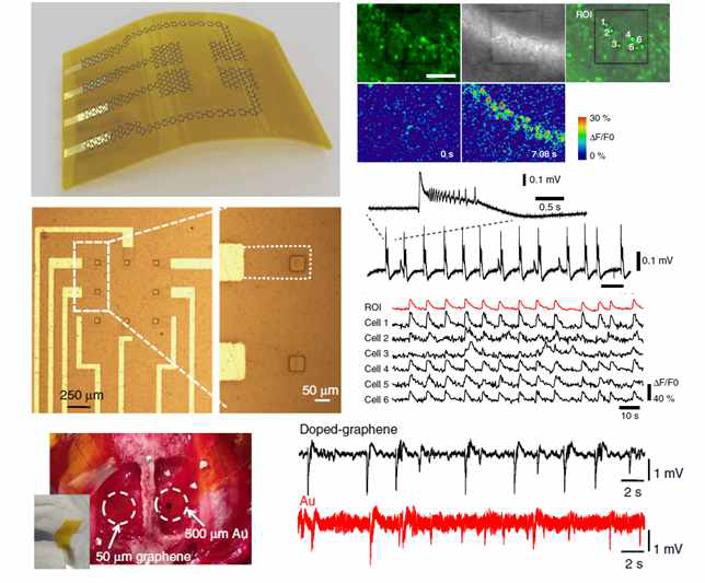 그래핀 전극 기반의 유연하고 투명한 다채널 방식(electrode multi-array)의 뇌신호 기록장치.