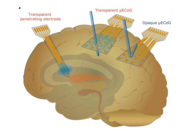 그래핀 기반 전자피부를 이용한 대뇌 신호측정 방법