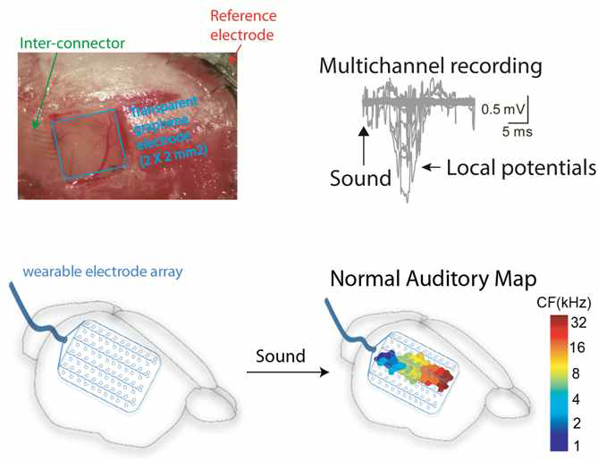 청각대뇌에서 전기신호 검출을 위해 개발된 그래핀 기반 뇌-기계 인터페이스