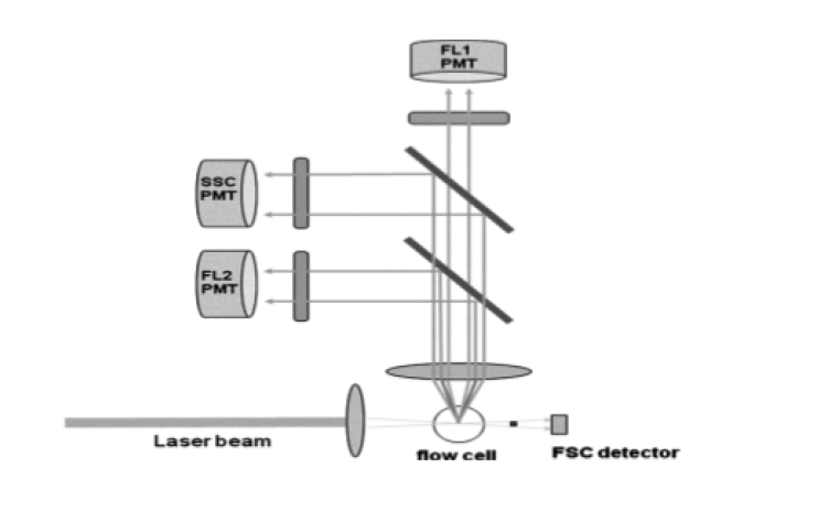 FSC, SCC 및 형광 검출기가 있는 일반적인 2색 유세포 계측기