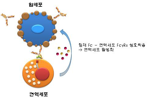 치료용 항체와 NK 세포에 의한 결함세포 사멸