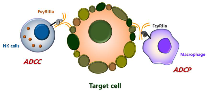 항체와 FcγR에 의한 immune effector function인 ADCP와 ADCC