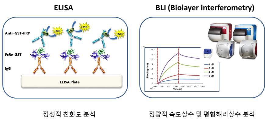 항체 바이오베터의 FcR들과의 결합력 분석을 위한 ELISA와 BLI