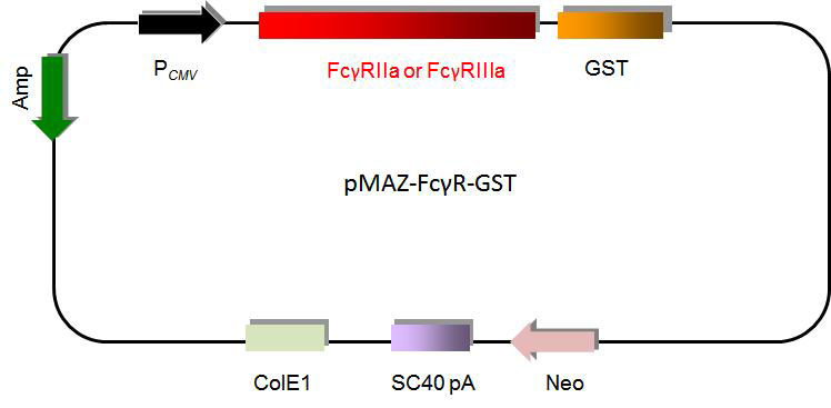 FcγRIIa, FcγRIIIa을 HEK293F 세포에서 발현하기 위한 발현용 백터 제작 모식도.