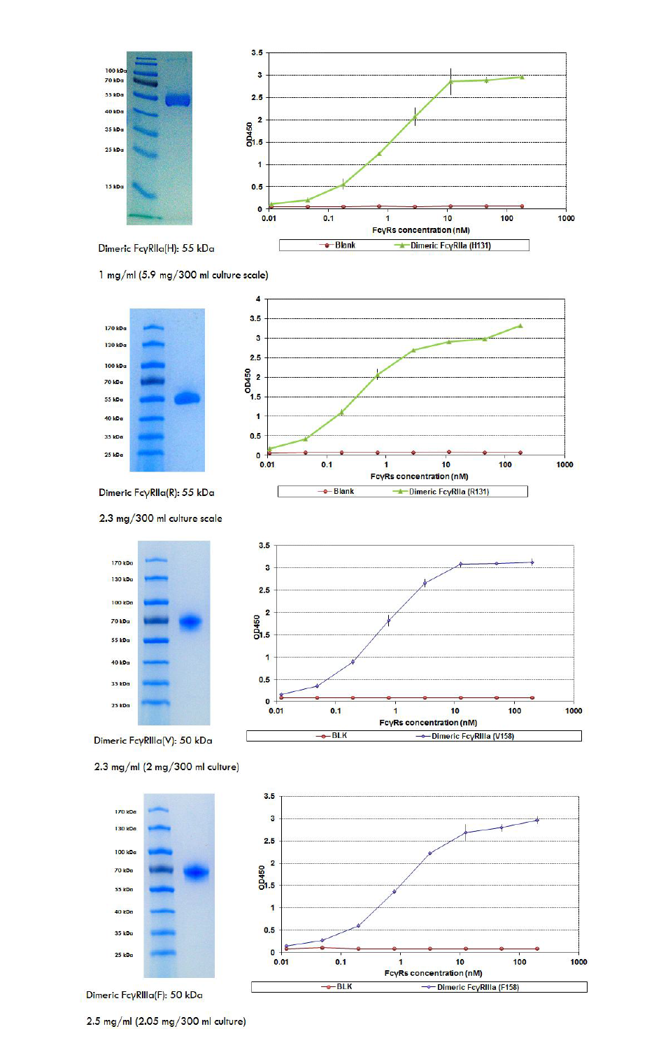 FcγRIIa, FcγRIIIa의 SDS PAGE gel 사진 및 항체에 대한 특이성을 확인하기 위한 ELISA 분석