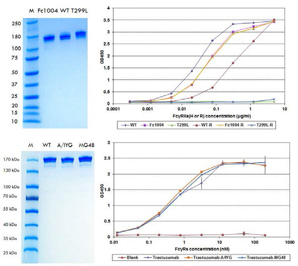 HEK293F 세포를 이용한 모델 항체들 발현, 정제 및 ELISA를 통한 IgG 결합력 확인.