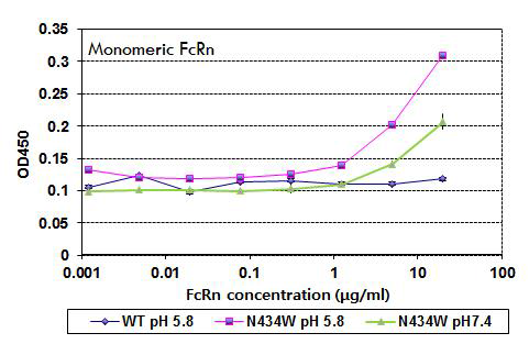기존 monomeric FcRn을 이용한 항체와 FcRn의 결합력 분석
