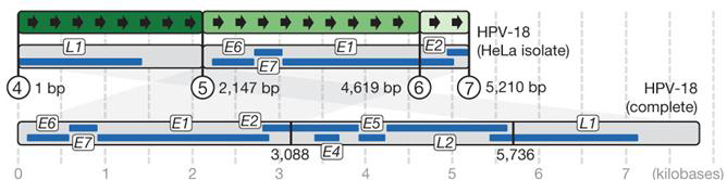 HPV-18과 HeLa cell에서 분리한 HPV-18 유전자 구조