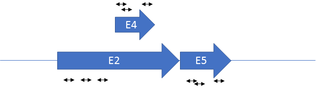 E2, E4 와 E5의 검출 프라이머 쌍