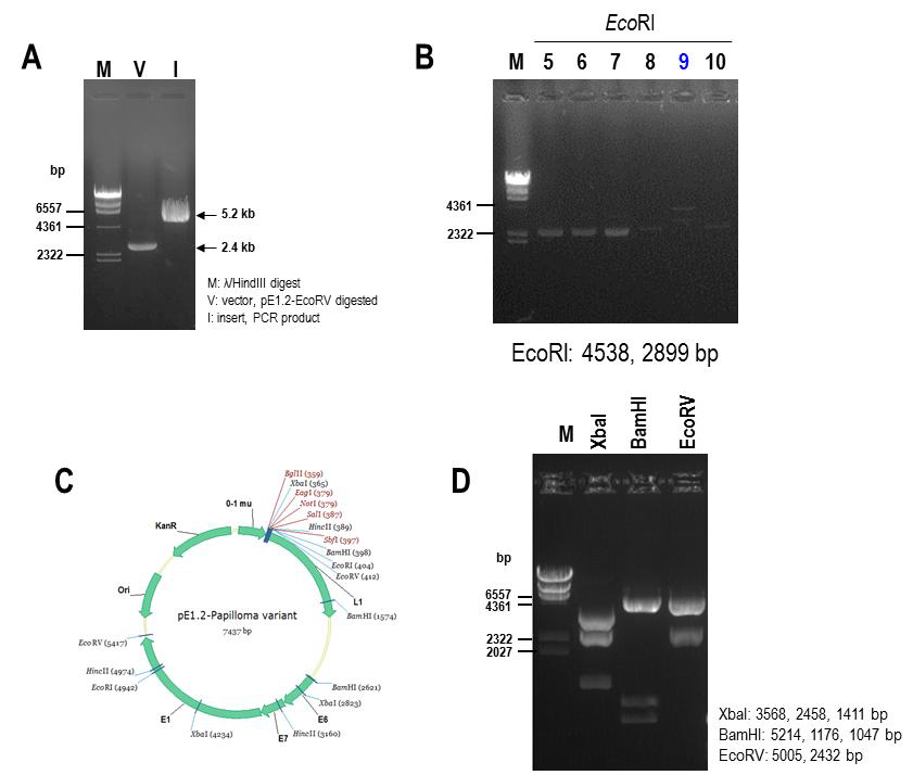 HPV E6∼E7 영역을 포함하는 template plasmid 클로닝