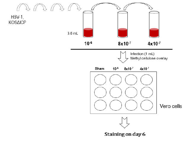 HSV-1, KOS ΔICP6의 plaque assay 시험과정