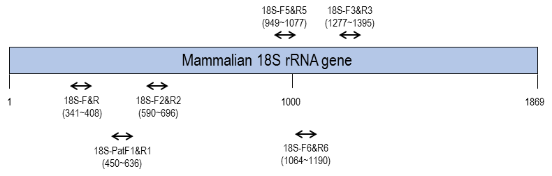 Mammalian 18S rRNA gene에서 각 프라이머 쌍이 타겟으로 하는 위치