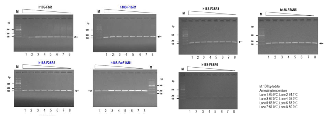 Conventional gradient PCR 방법으로 가장 우수한 증폭효율성을 가진 the best primer set 선정