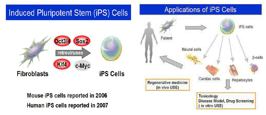 유전자 도입을 통한 iPS 줄기세포 및 유전자치료 기술 및 응용분야
