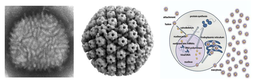 Oncolytic virus 중 백시니아 바이러스(VV) 입자 사진(왼쪽 패널), 헤르페스 바이러스(HSV) 입자 사진(중간 패널), HSV 생활사(오른쪽 패널)