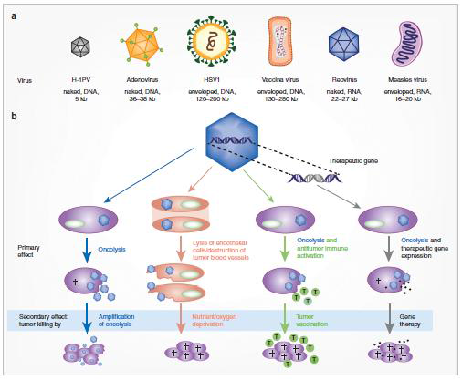 Oncolytic virus(OV)의 다양한 특성과 mode of actions