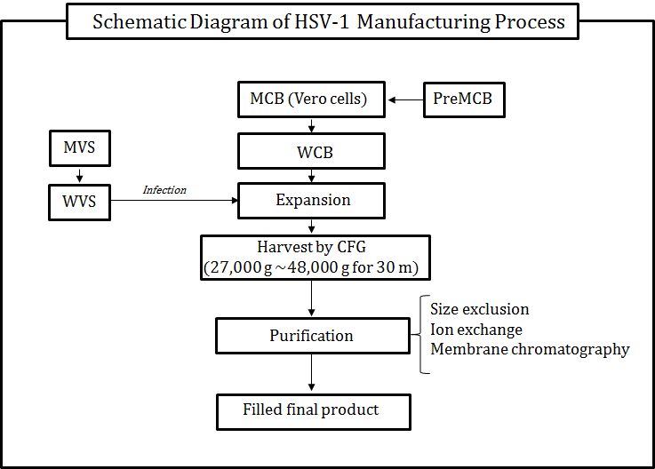 Vero(African green monkey kidney) 세포를 이용한 Oncolytic HSV 바이러스의 제조공정도