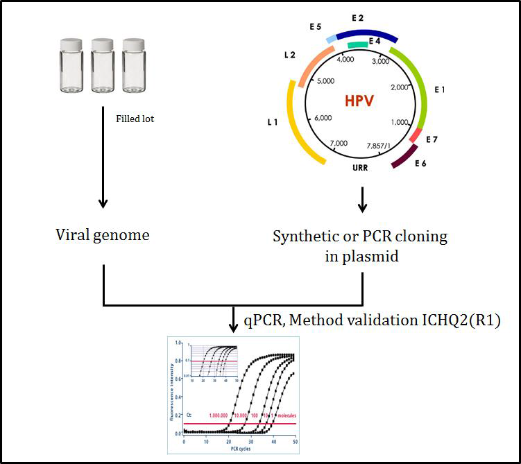 Human papillovirus의 검출 및 밸리데이션 과정