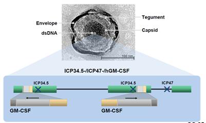 Electron micrograph and schematic representation of Talimogene Laherparepvec genome