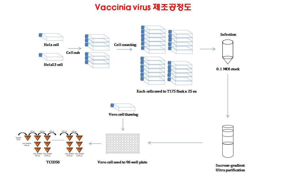 Vaccinia virus 대량생산 제조공정도 개요