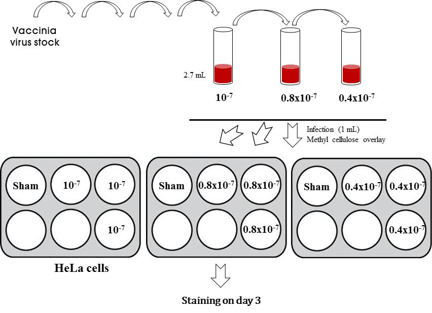 Vaccinia virus plaque assay의 개요