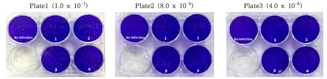 각 희석별 vaccinia virus plaque 형성 이미지
