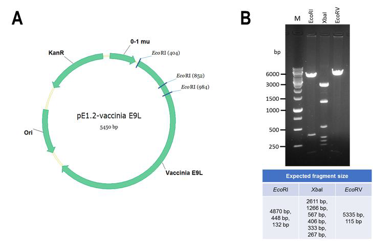 Standard curve에 사용되는 template plasmid pE1.2-vaccinia E9L