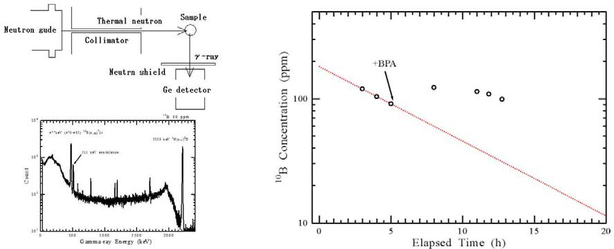 Results of patient blood boron concentration measurement.