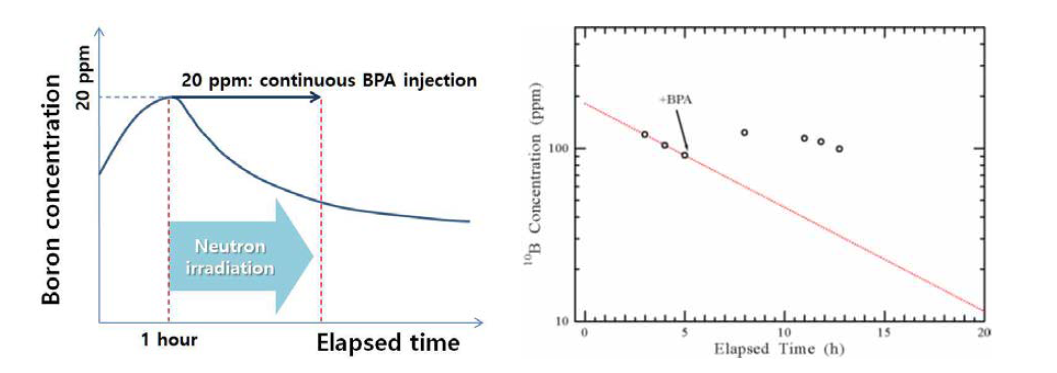 Continuous BPA injection during neutron irradiation keeps the body's boron concentration constant.