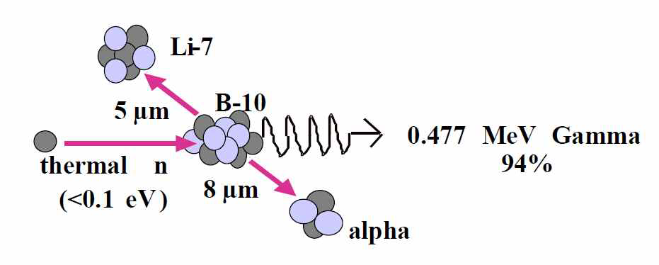 Nuclear reaction utilized in BNCT. A 10B nucleus absorbs a thermal neutron and promptlyemits a back to back 7Li ion and a 4He (alpha) particle. The combined range of 12–13 μm is similar to mammalian cell dimensions.