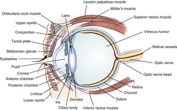 눈의 구조 (https://clinicalgate.com/the-eye-3/)