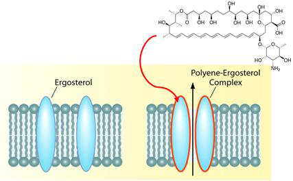 Amphotericin B의 작용기전