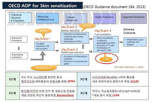 피부감작성에 대한 독성발현경로(AOP)의 주요 개념 및 시험법 (OECD GD 184, modified)