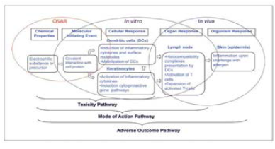 피부감작성에 대한 독성발현경로(AOP)로 본 시험단계별 연계 (OECD, 2013)