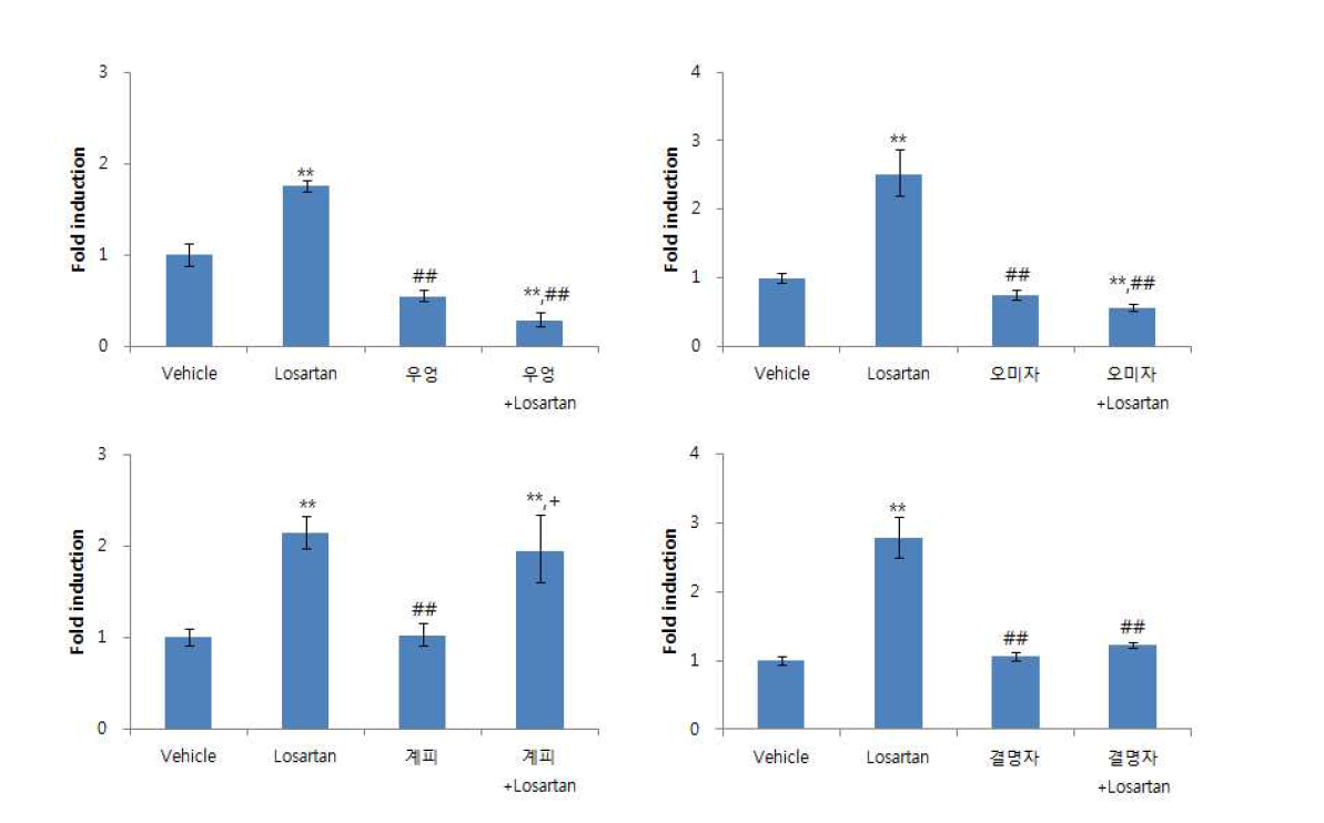 Losartan과 다류 추출물에 의한 CYP2C9의 유전자발현 결과, Data is fold induction of vehicle ± S.E.M, **: p<0.01 vs vehicle, ##: p<0.01 vs losartan 0.01g/㎏ group, +: p<0.05 vs sample only group