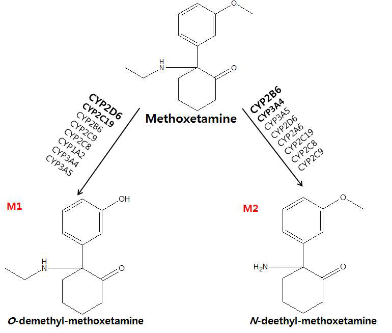 Methoxetamie의 대사체 규명 및 대사경로 확인