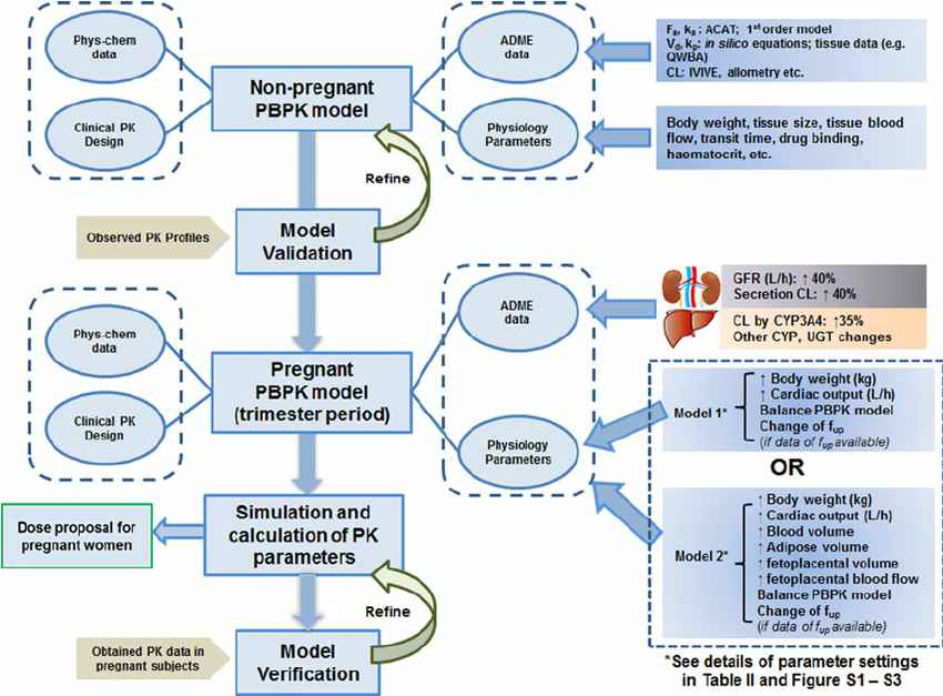 임신 상태에 대한 PBPK model 구조