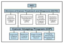 CIP 조직도Division of Cancer Treatment and Diagnosis(DCTD) 소속으로 종양 영상의 기초 과학을 지원