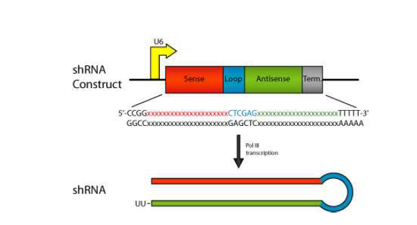 본 연구에서 유전자 발현 억제를 위해 사용될 shRNA의 구조.