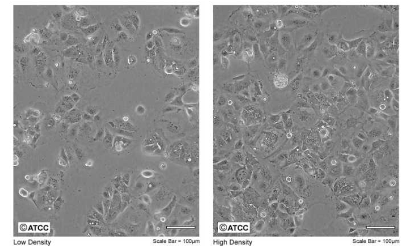 Caco2 cells