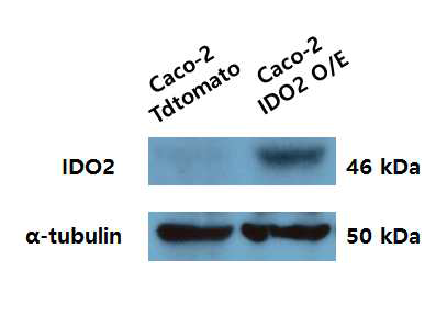 Western blotting으로 IDO2 발현 확인